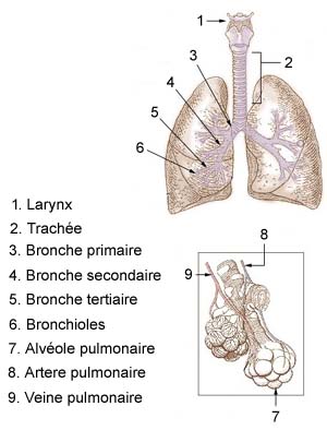 système respiratoire