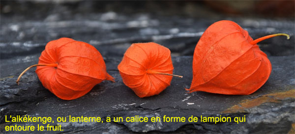 lecturel