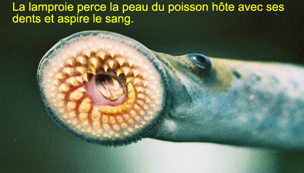 lecturel
