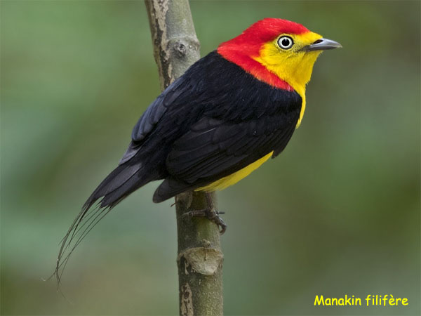 lecturel