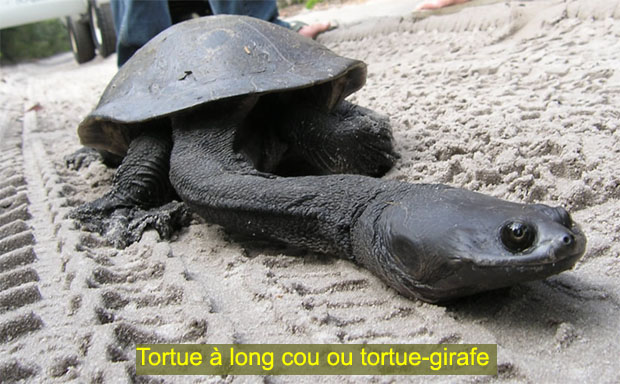 lecturel